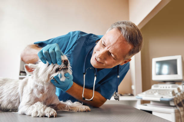 Best After-Hours Dental Care in Rittman, OH